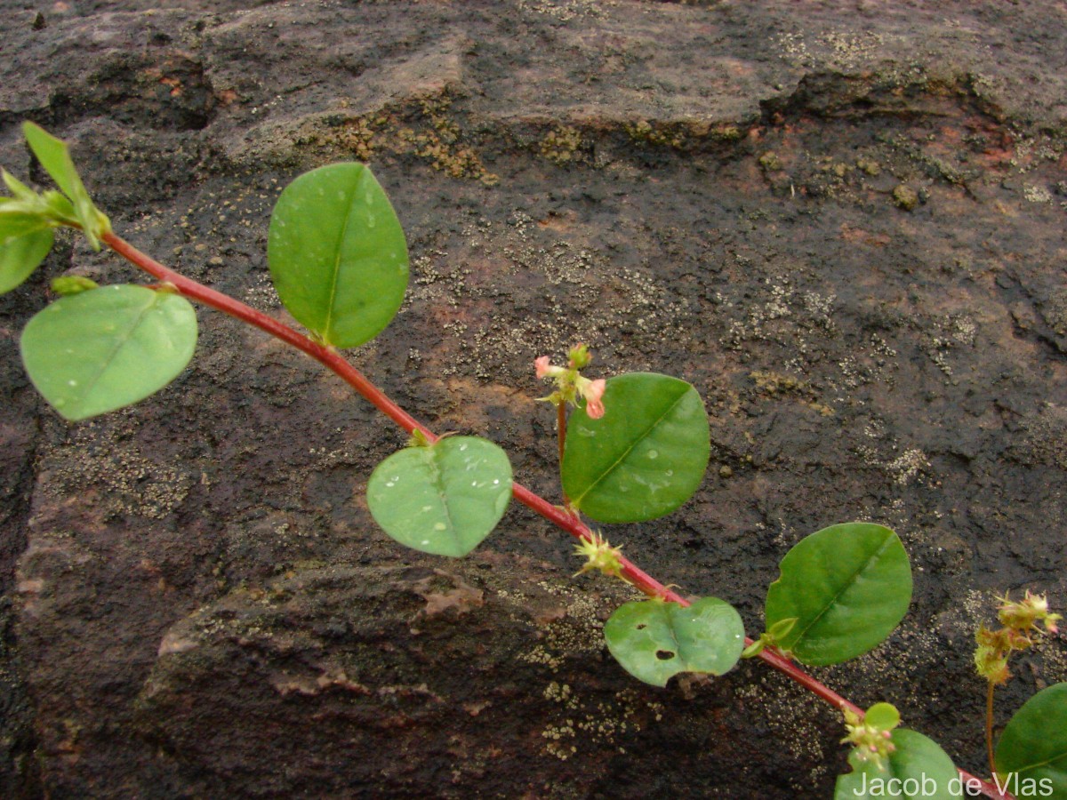 Indigofera nummulariifolia (L.) Livera ex Alston